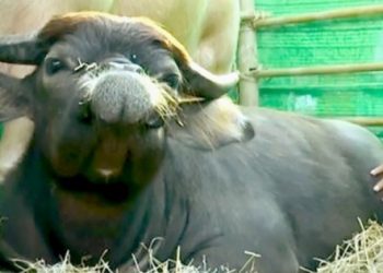Pug-faced buffalo becomes a star in Thailand