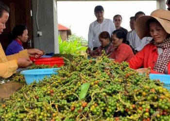 “Kampot Pepper” gets international recognition in 32 countries